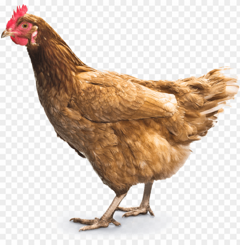 chicken meat Isolated Character in Transparent Background PNG