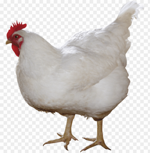 chicken Transparent PNG graphics complete archive PNG transparent with Clear Background ID b99f6f3c