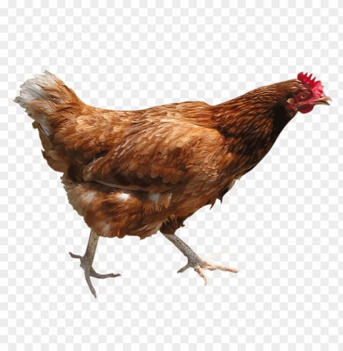 chicken Transparent PNG graphics complete collection PNG transparent with Clear Background ID a6a2d5a5