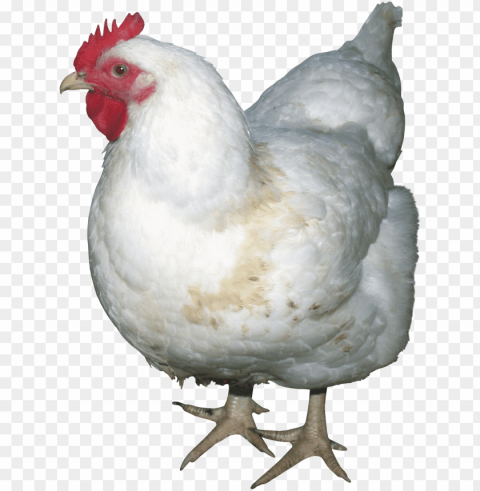 Chicken Transparent PNG Illustrations