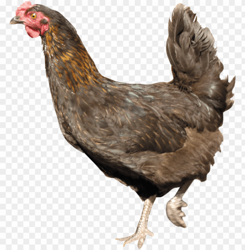 chicken Transparent PNG Image Isolation PNG transparent with Clear Background ID 618c5355