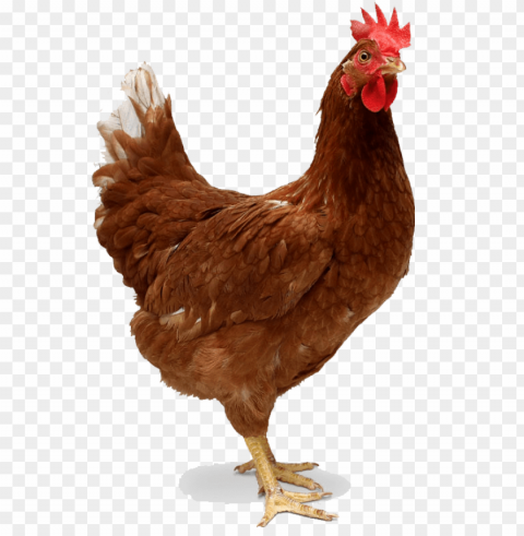 chicken Transparent PNG images complete library PNG transparent with Clear Background ID ffb1af98