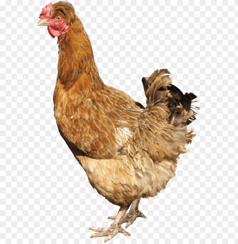 Chicken Transparent PNG Images Complete Package