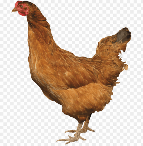 chicken Transparent PNG images database PNG transparent with Clear Background ID c385207a