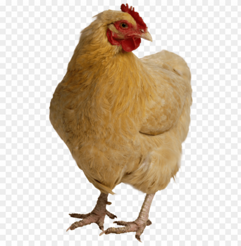 Chicken Transparent PNG Images Extensive Variety