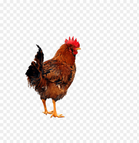 chicken Transparent PNG images for graphic design PNG transparent with Clear Background ID 05ee0ea8