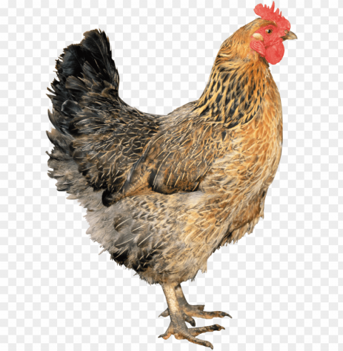 chicken Transparent PNG images set PNG transparent with Clear Background ID 227a3f3f