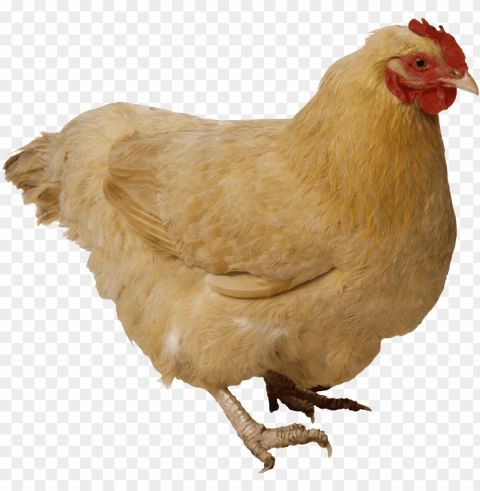 chicken Transparent PNG Isolated Element with Clarity PNG transparent with Clear Background ID cdafc207