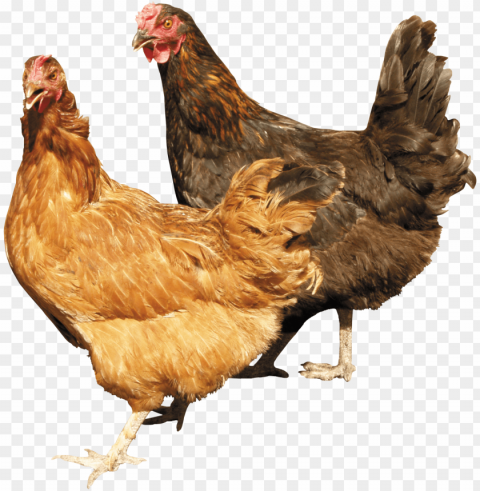 Chicken Transparent PNG Isolated Graphic With Clarity