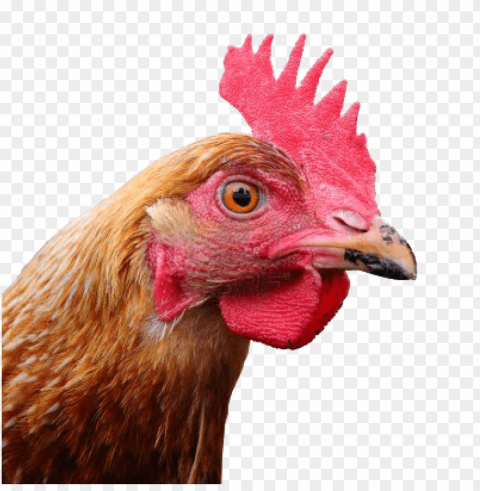 Chicken Transparent PNG Isolated Illustrative Element