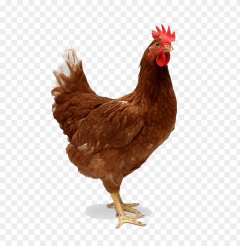 chicken Transparent PNG Isolated Item PNG transparent with Clear Background ID 86848be4