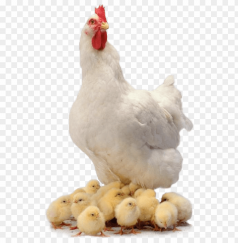 Chicken Transparent PNG Isolated Object Design