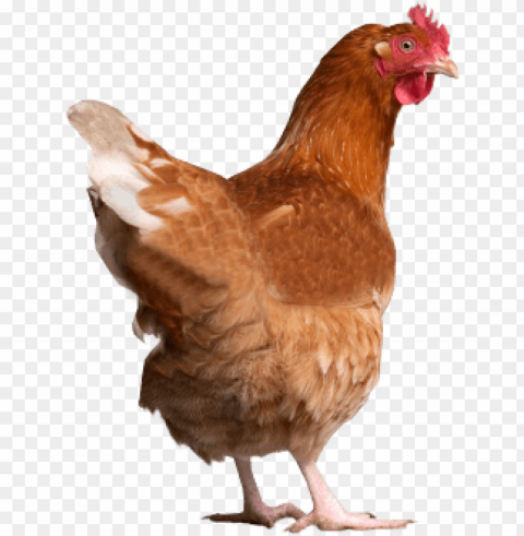 chicken Transparent PNG Isolated Object with Detail PNG transparent with Clear Background ID ee482c53