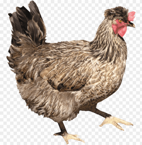 chicken Transparent PNG Isolation of Item PNG transparent with Clear Background ID afed7ea2