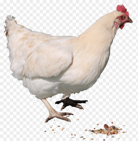 Chicken Isolated Subject With Transparent PNG