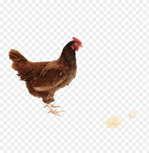 chicken PNG art PNG transparent with Clear Background ID 8879093f