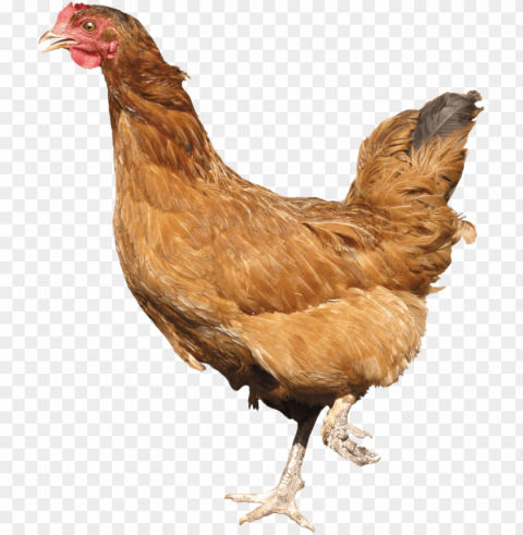 chicken PNG clipart PNG transparent with Clear Background ID 101c61fa