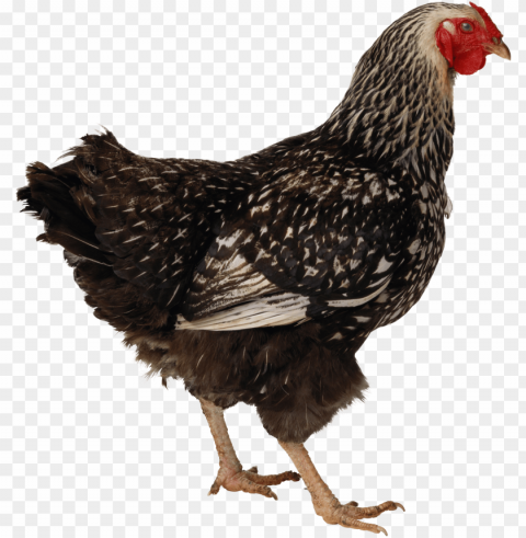 chicken PNG design PNG transparent with Clear Background ID 6a81a426