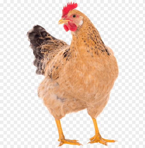 Chicken PNG Design Elements