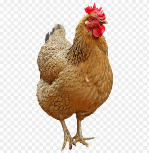 chicken image - chicken hen Transparent PNG Isolated Graphic Element