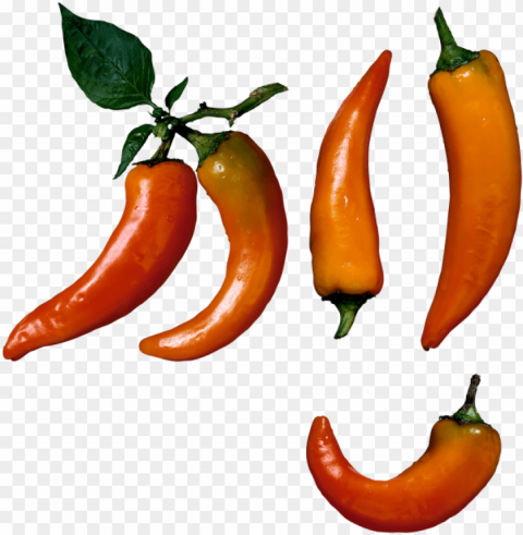 chili pepper Free download PNG with alpha channel extensive images