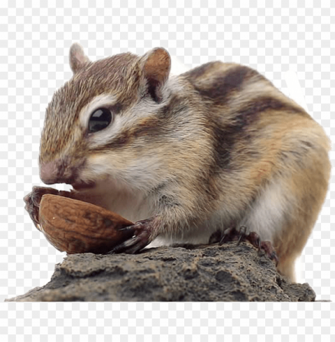 chipmunk Isolated Icon on Transparent PNG
