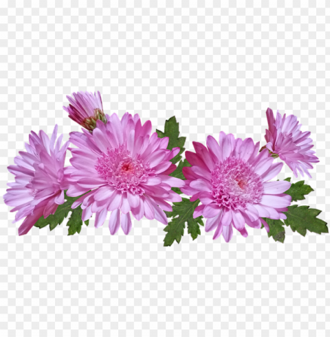 chrysanthemum flower Clear Background PNG Isolated Design Element