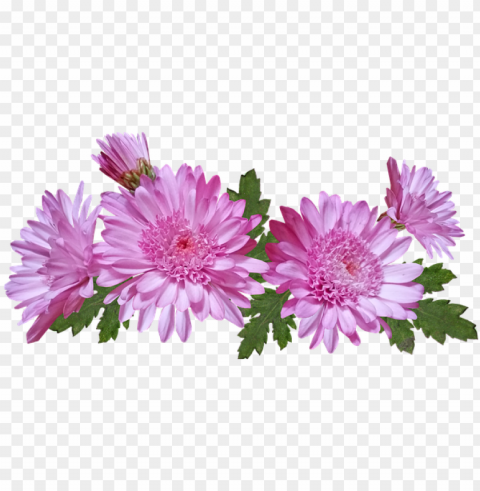 Chrysanthemum Flower Clear Background PNG Isolated Design Element