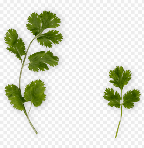cilantro - parsley PNG for web design
