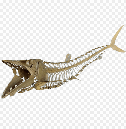 cimolichthys nepaholica - fish skeleton transparent Isolated PNG Element with Clear Transparency