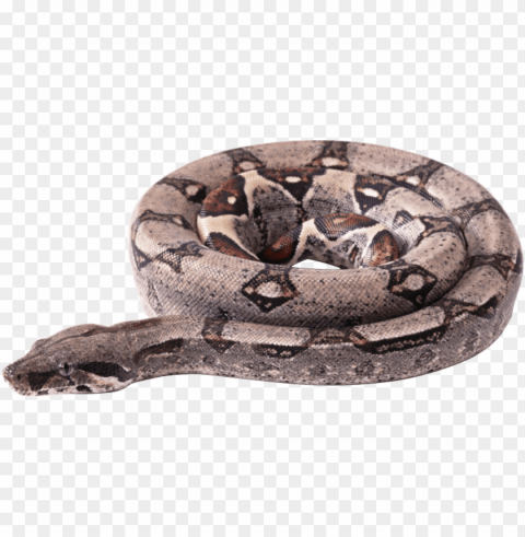 circle snake - boa constrictor transparent background PNG for educational projects