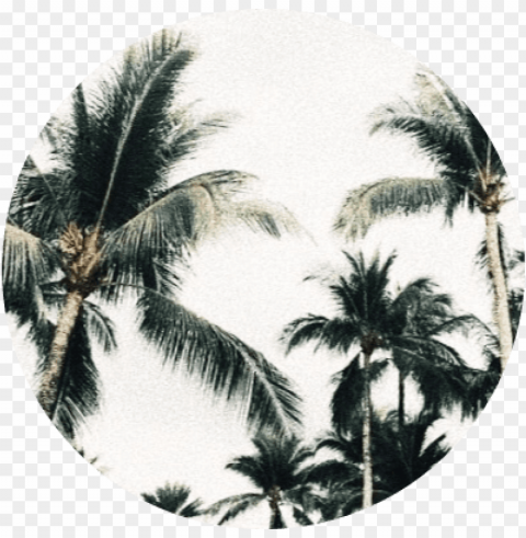circulo de palmeras PNG for business use