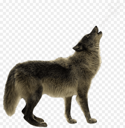 click and drag to re-position the image if desired - grey fox Isolated Item with Clear Background PNG