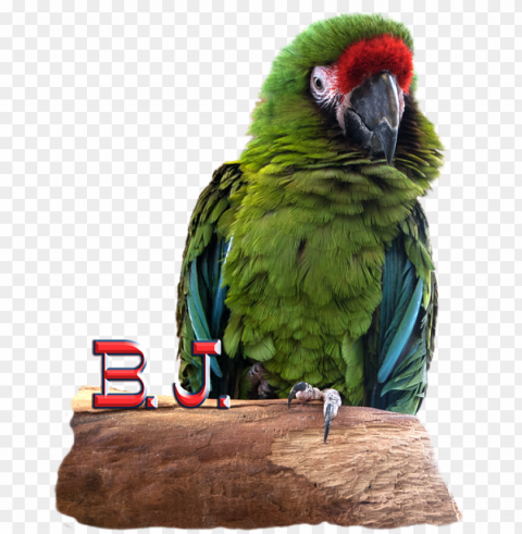 click and drag to re-position the image if desired - macaw Free PNG images with alpha channel