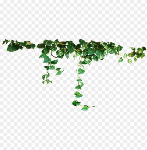 climbing vines download original version - sad gmbh vengeance lost love 1 cd-rom pc-game Transparent Background PNG Isolated Icon