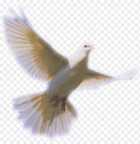 clip art download pictures icons and backgrounds - holy spirit dove Free PNG images with alpha channel variety