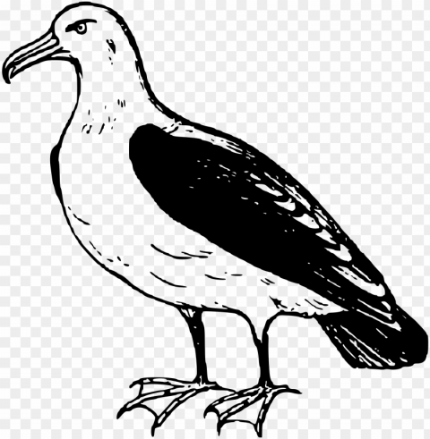 clip art free download clipart big image - albatross clipart PNG file with no watermark