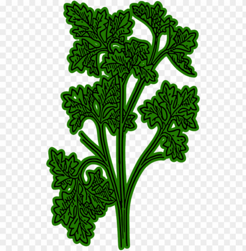 clip arts related to - clip art parsley High-definition transparent PNG