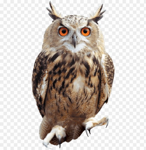clip arts related to - owl Transparent PNG Isolated Object Design