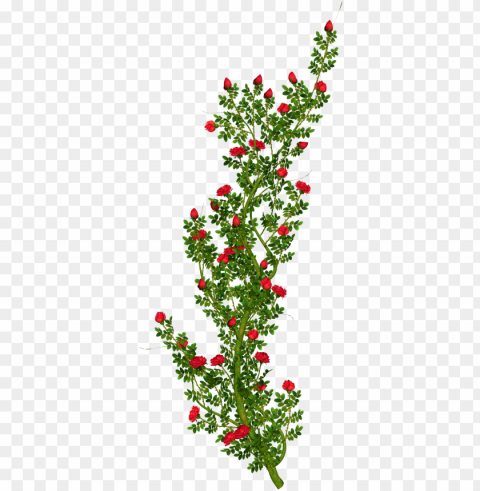 clip arts related to - red rose bush PNG Graphic Isolated with Transparency