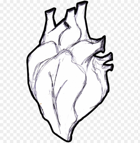 clip freeuse stock real human heart drawing at getdrawings - drawi PNG Image Isolated with Transparent Clarity