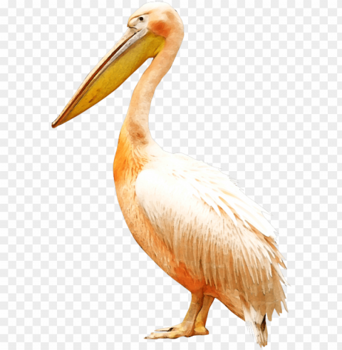 clip royalty free bird pelican clip art - bird PNG transparent photos comprehensive compilation PNG transparent with Clear Background ID 0faf25b9