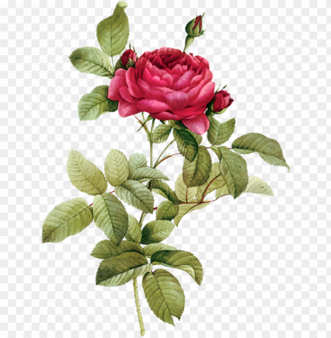 clip transparent buds - vintage flower drawing PNG images with alpha transparency wide collection