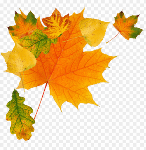 clip download autumn leaves clipart - autumn leaves free PNG Image Isolated on Transparent Backdrop