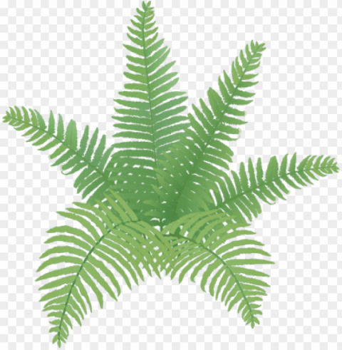 clip transparent simple drawing at getdrawings com - draw fern plant PNG files with no background free