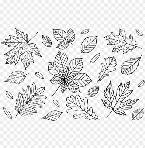 clipart autumn leaves outlines fall leaf outline - line art PNG free download transparent background