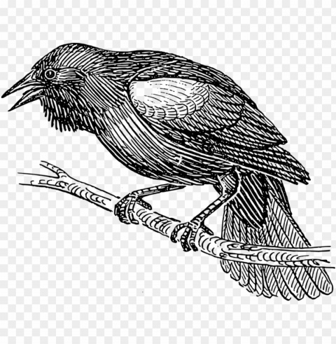 clipart black bird line drawing pictures www picturesboss - bird black and white drawi Transparent PNG images extensive gallery