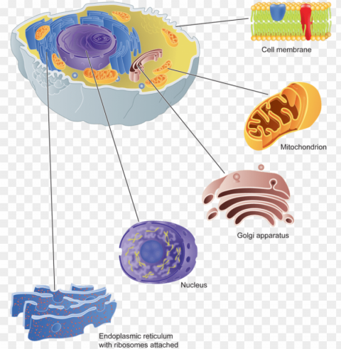 clipart freeuse stock cell parts and their - golgi apparat PNG with transparent background for free