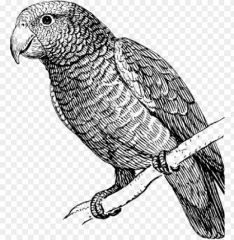 clipart freeuse stock how to draw a parrot art instructions - parrot bird black and white Transparent Background Isolation in HighQuality PNG