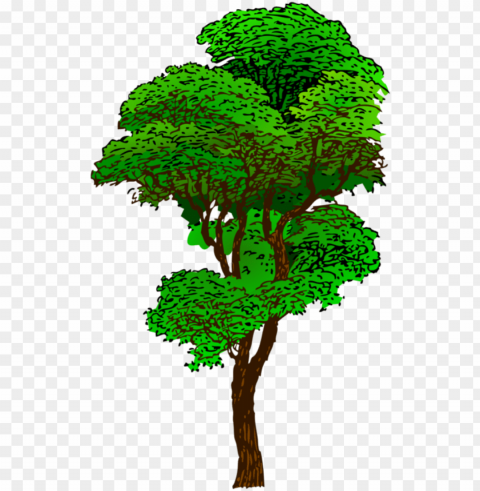 clipart jungle tree - tall tree clip art Transparent PNG Isolated Graphic Design
